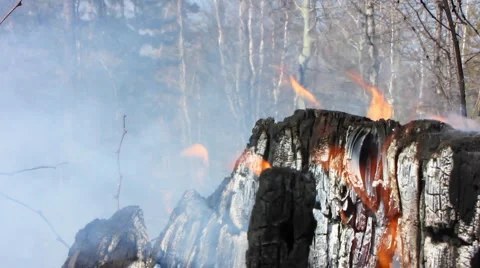 Forest fire 21 Stock Footage 916669