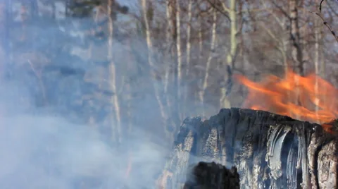Forest fire 22 Video stock 916711