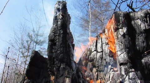 Forest fire 25 Stock Footage 916779