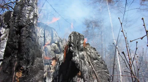 Forest fire 26 Stock Footage 916833