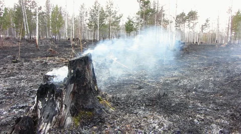 Forest fire 28 Stock Footage 916897