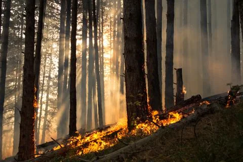 Forest fire (3) Stock Photos