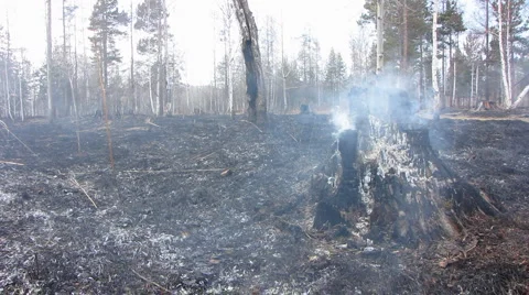 Forest fire 30 Stock Footage 940539