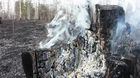 Forest fire 33 Stock Footage 940549