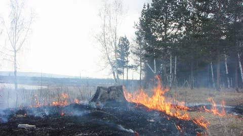 Forest fire 34 Stock Footage 940540