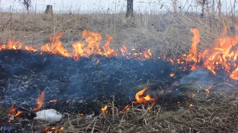 Forest fire 35 Stock Footage 940545