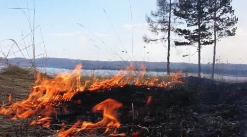 Forest fire 38 Stock Footage 940547