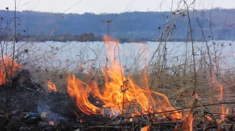 Forest fire 39 Stock Footage 940541