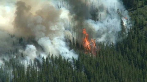 Forest Fire 4 Stock Footage 136999