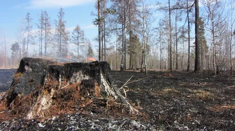 Forest fire 4 Video stock 940532