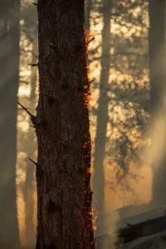 Forest fire (4) Stock Photos