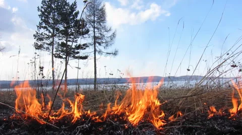 Forest fire 40 Stock Footage 940543