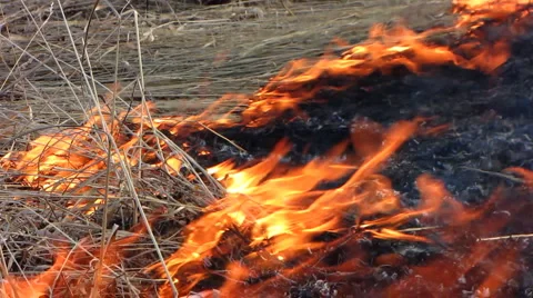 Forest fire 47 스톡 동영상 940556