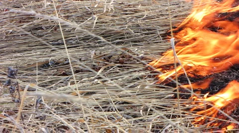 Forest fire 48 Stock Footage 940572