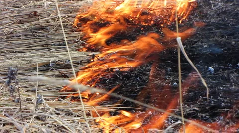 Forest fire 49 Stock Footage 940562