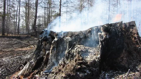 Forest fire 5 Stock Footage 940535