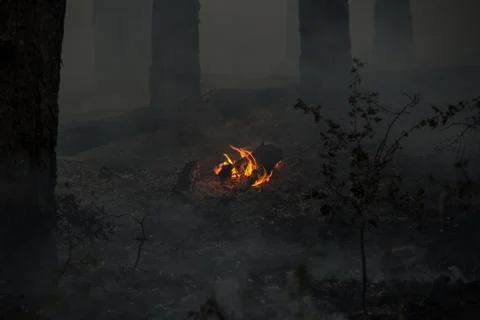 Forest fire (5) Stock Photos