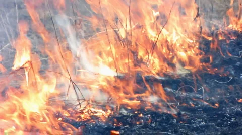 Forest fire 50 Stock Footage 940560