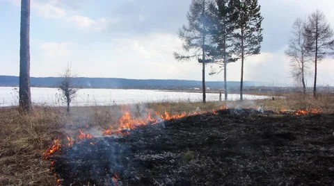 Forest fire 51 Stock Footage 940564