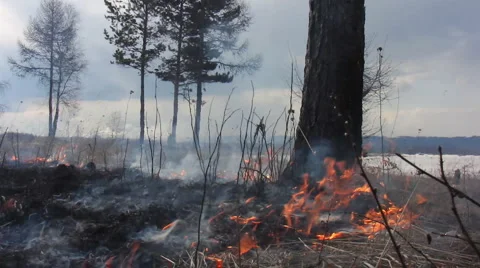 Forest fire 54 Stock Footage 940569