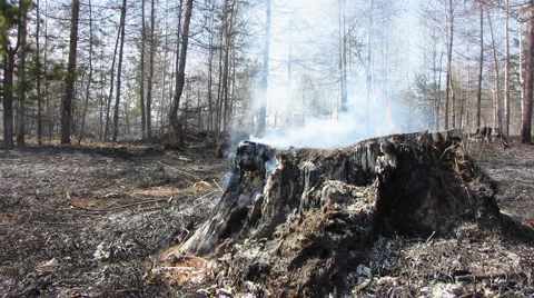 Forest fire 6 Stock Footage 940531
