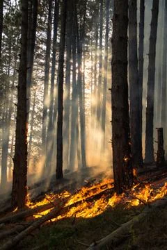 Forest fire (6) Stock Photos