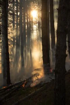 Forest fire (7) Stock Photos