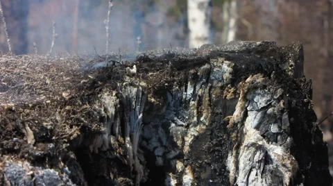 Forest fire 8 Stock Footage 940526