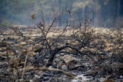 Forest fire (8) Stock Photos