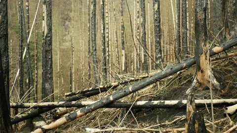 Forest fire after flame spruce wild drought dry black earth ground vegetation Video stock 238049598