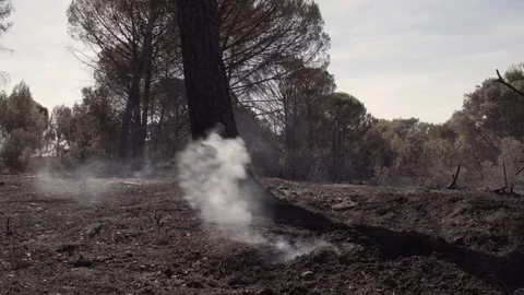 Forest Fire aftermath 01 Stock Footage 80659459