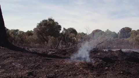 Forest fire aftermath 02 Stock Footage 80658651