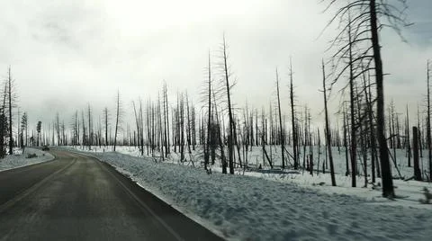Forest fire aftermath, burnt charred trees in USA. Black dry burned scorched Stock Photos