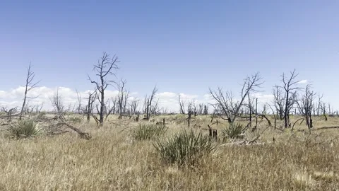 Forest fire aftermath in Colorado Video stock 318848213