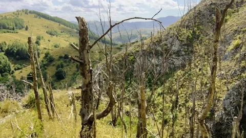 Forest Fire Aftermath: Dead Burnt Trees In Green Mountain Landscape Stock Footage 344315832