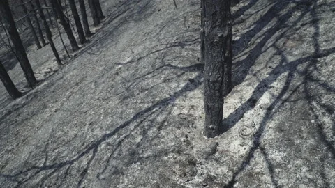 Forest fire aftermath, destruction scene Video stock 132772780