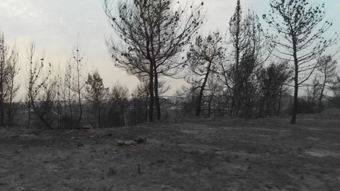 Forest Fire aftermath Drone shots Stock-Footage 207678204