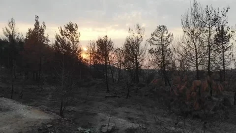 Forest Fire aftermath Drone shots Stock-Footage 207678205