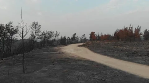 Forest Fire aftermath Drone shots Stock-Footage 207678207