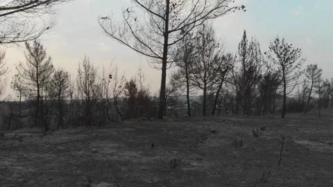 Forest Fire aftermath Drone shots Stock-Footage 207678217