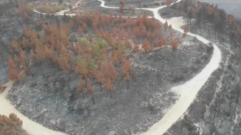 Forest Fire aftermath Drone shots Stock-Footage 207678226