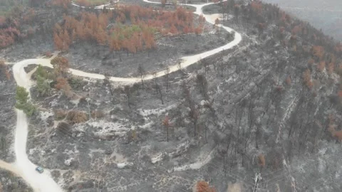 Forest Fire aftermath Drone shots Stock-Footage 207678305
