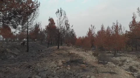 Forest Fire aftermath Drone shots Stock-Footage 207678351
