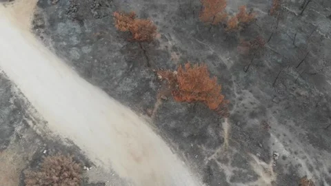 Forest Fire aftermath Drone shots Stock-Footage 207678391