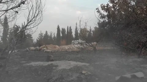 Forest Fire aftermath Drone shots Stock-Footage 207678443