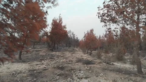 Forest Fire aftermath Drone shots Stock-Footage 207678453