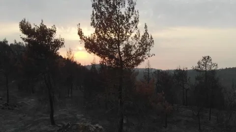 Forest Fire aftermath Drone shots Stock-Footage 207678514