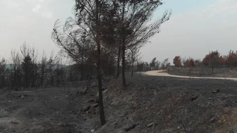 Forest Fire aftermath Drone shots Stock-Footage 207678515
