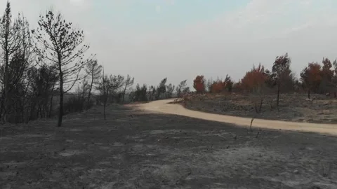 Forest Fire aftermath Drone shots Stock-Footage 207678532