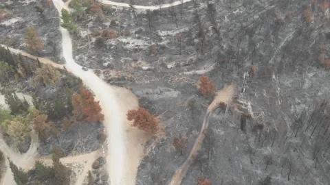 Forest Fire aftermath Drone shots Stock-Footage 207678533
